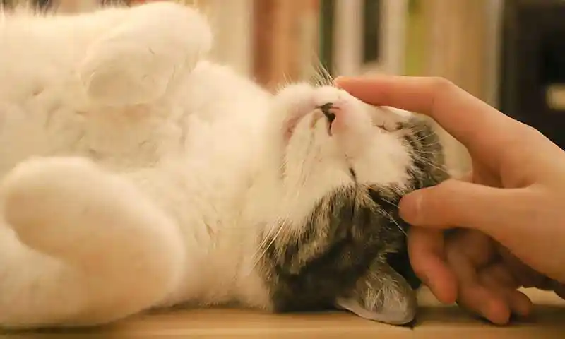 A cat being petted A cat being petted