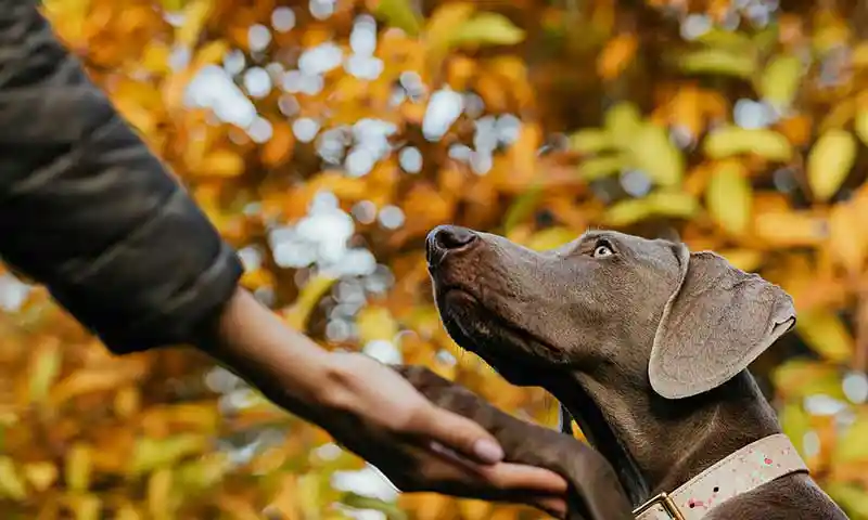 A dog in the outdoors with their human A dog in the outdoors with their human