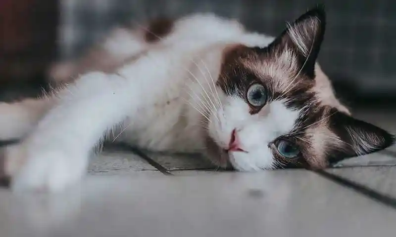 A cat laying down A cat laying down