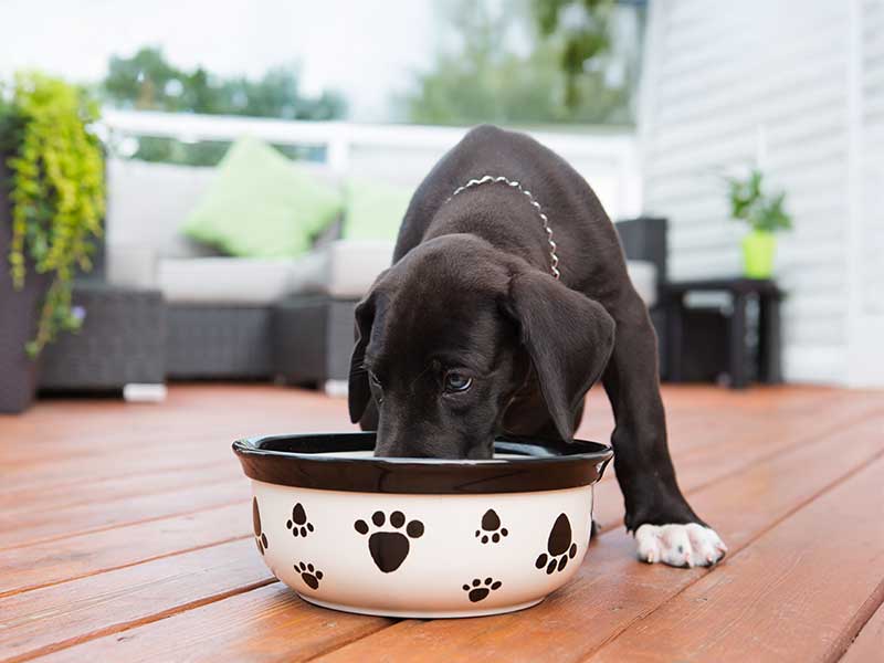 Boarding Release Form