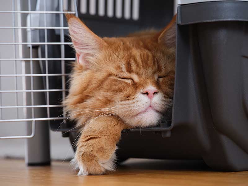 Orange cat sleeping in a carrier Orange cat sleeping in a carrier