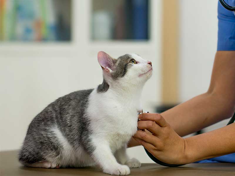 Critical Care Authorization