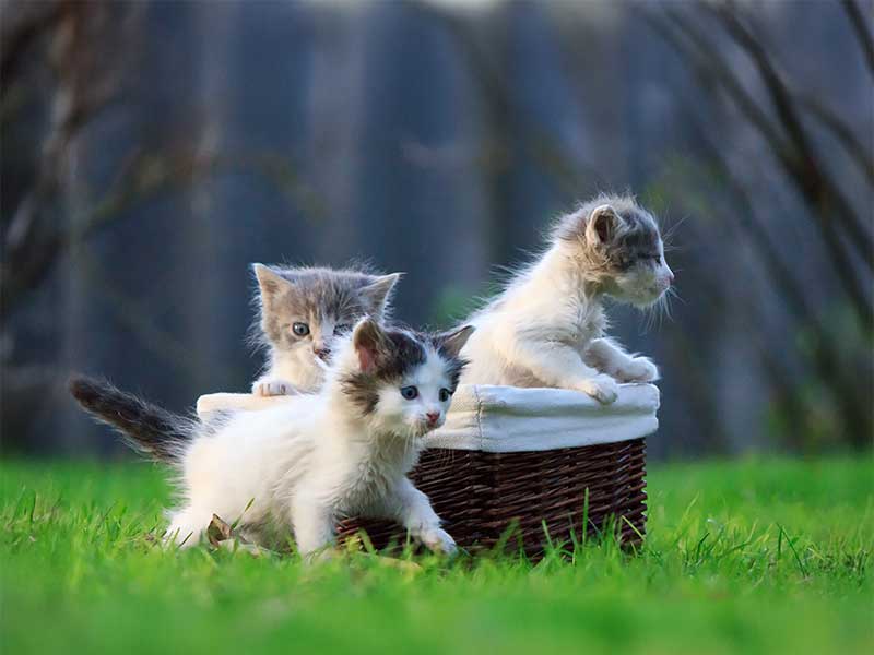 New Patient Information