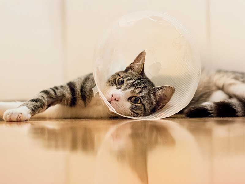 Spay / Neuter Consent Form