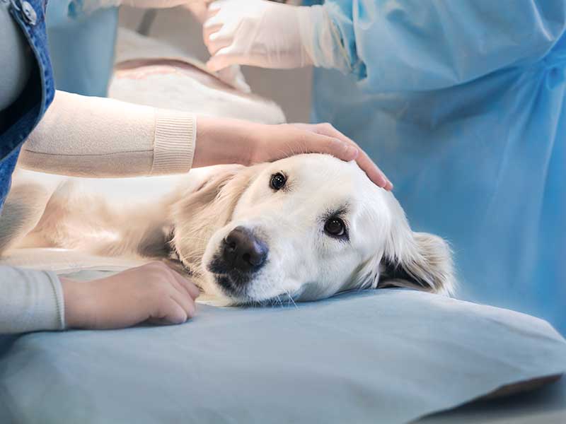 Surgery Consent Form